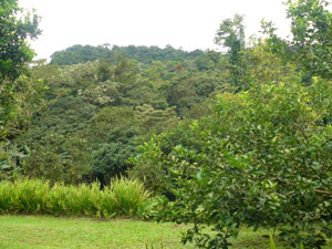 Much of the country surrounding the 65 acres is thick with protected old-growth forest. 